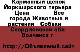 Карманный щенок Йоркширского терьера › Цена ­ 30 000 - Все города Животные и растения » Собаки   . Свердловская обл.,Волчанск г.